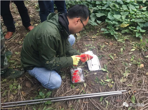 郸城一小区树林惊现梅花鹿 路上站满围观群众