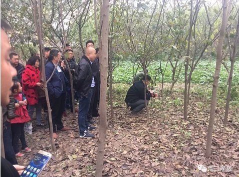 郸城一小区树林惊现梅花鹿 路上站满围观群众