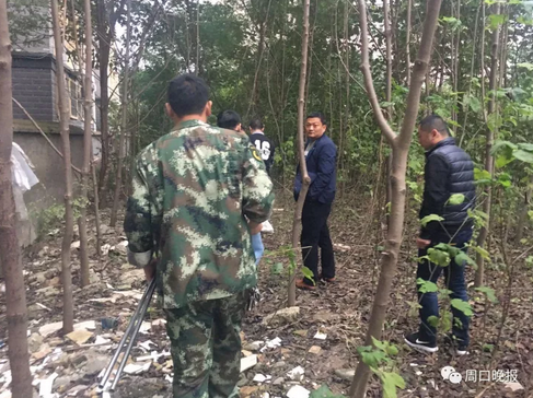 郸城一小区树林惊现梅花鹿 路上站满围观群众